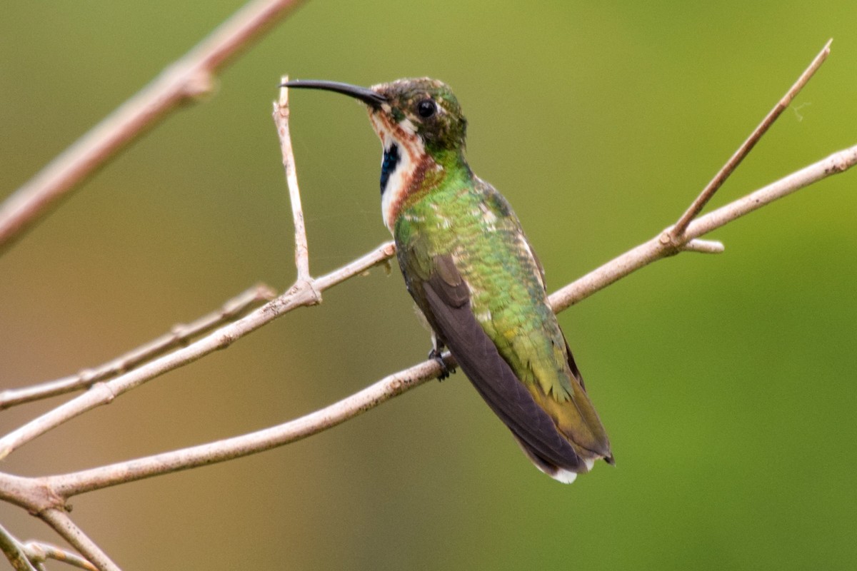 kolibřík panamský - ML199872431