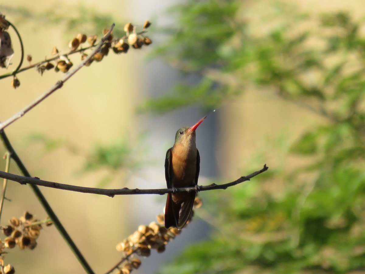 kolibřík ryšavý - ML199872981