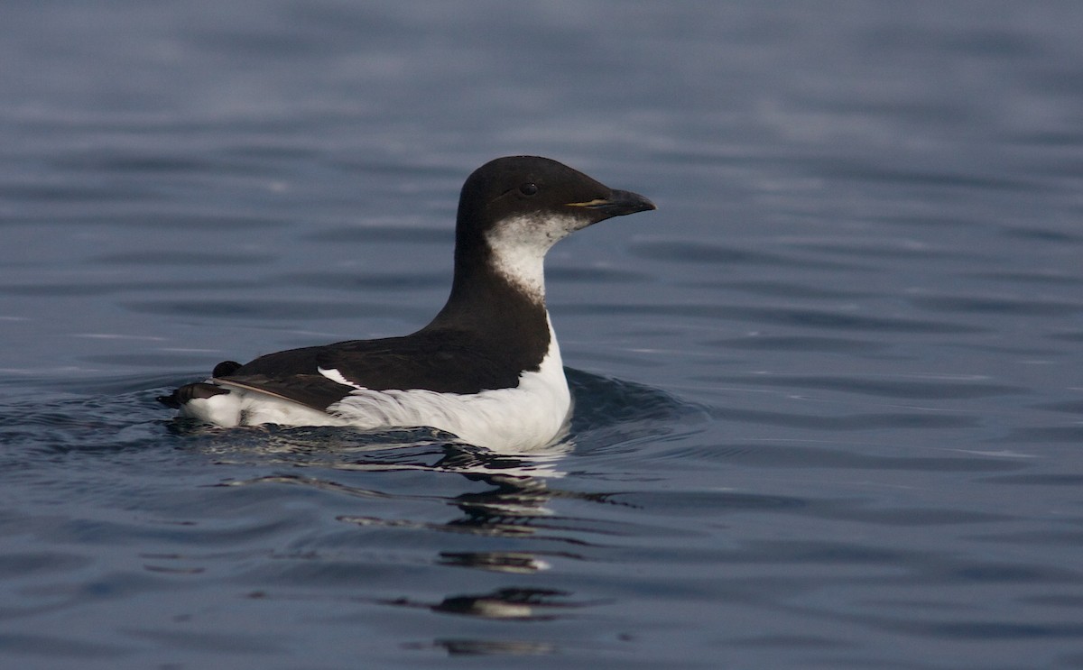 Thick-billed Murre - Detcheverry Joël