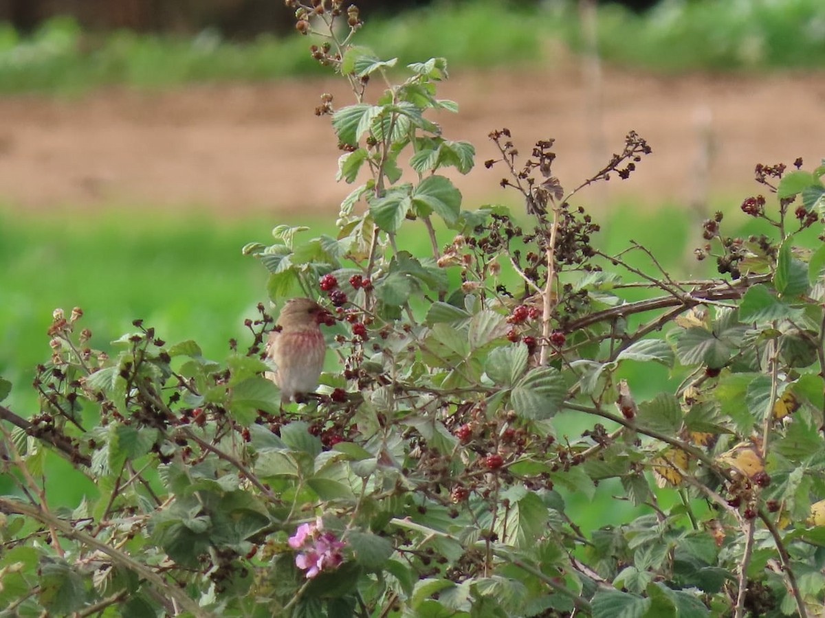 Common Rosefinch - ML199876121