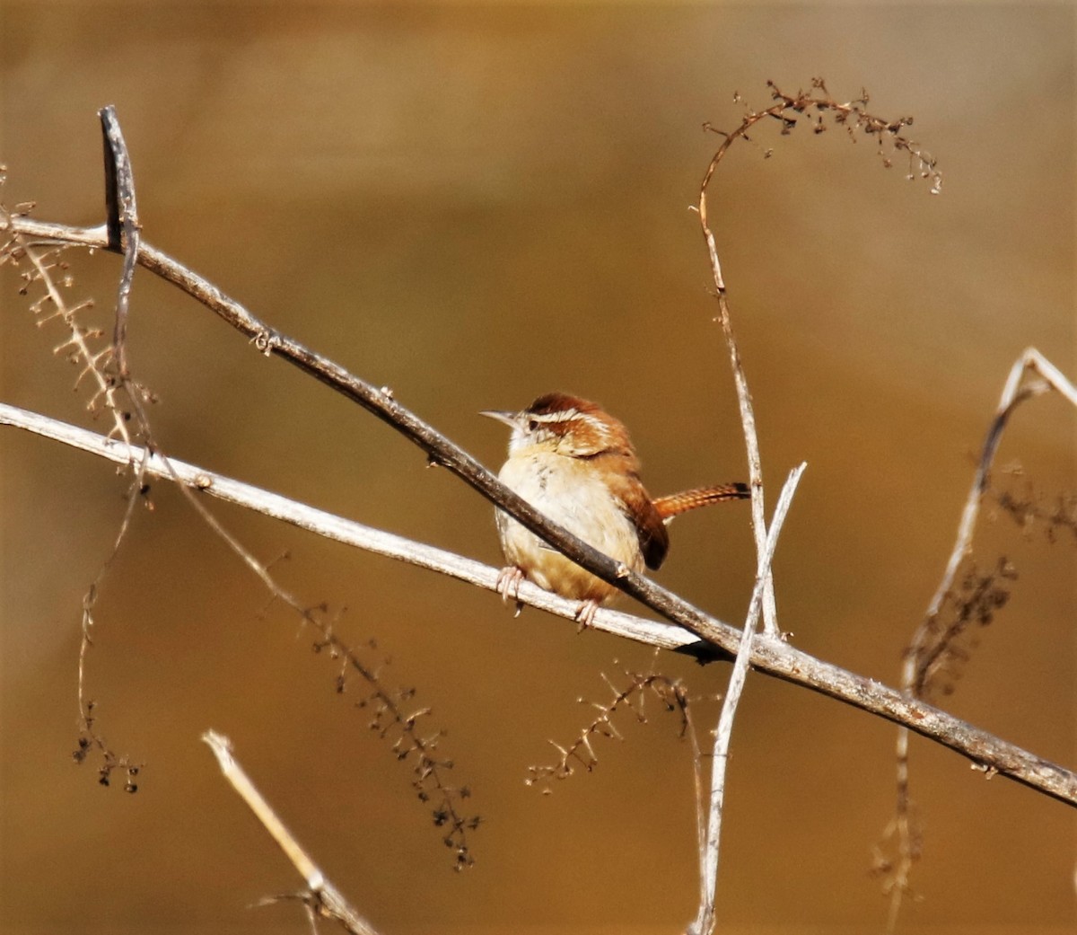 Carolina Wren - ML199876971