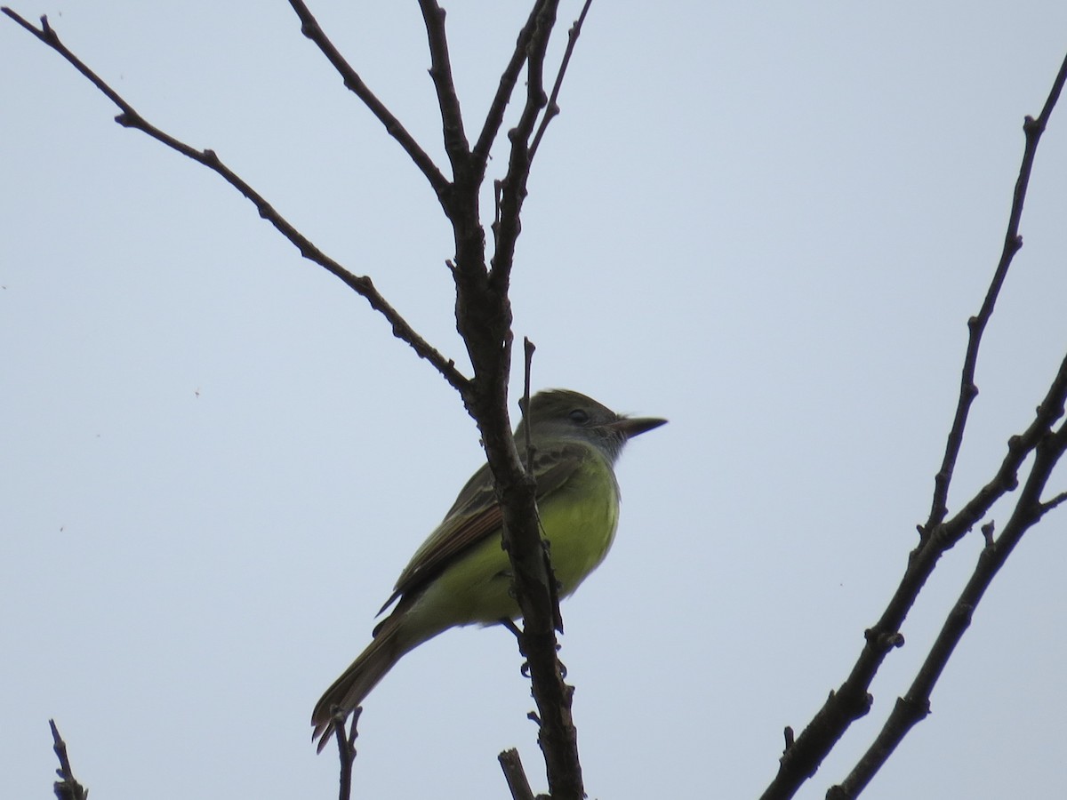 Great Crested Flycatcher - ML199877441