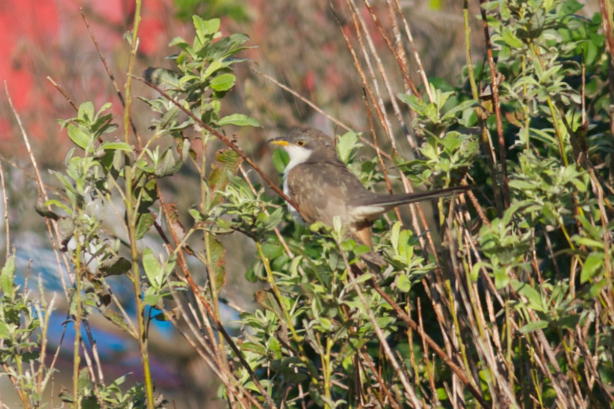 Yellow-billed Cuckoo - ML199877591