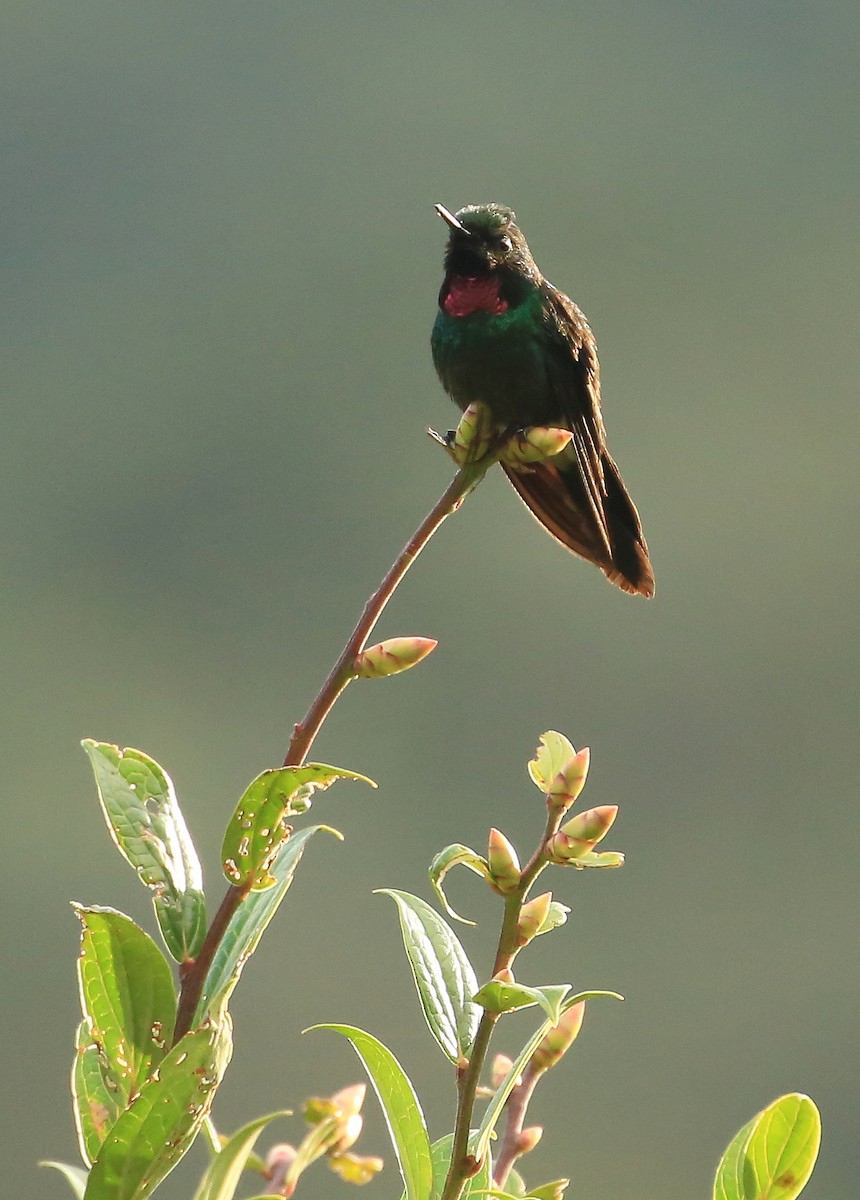 kolibřík turmalinový - ML199877791