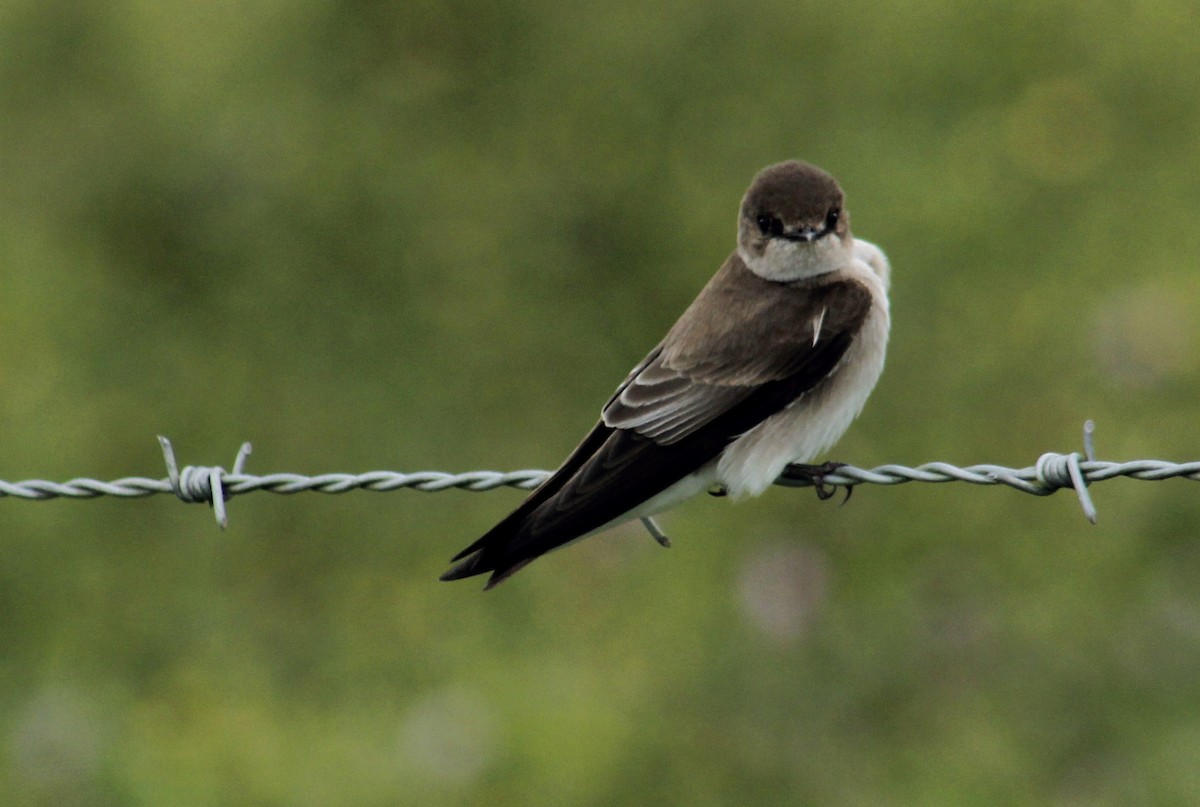 Northern Rough-winged Swallow - ML199877921