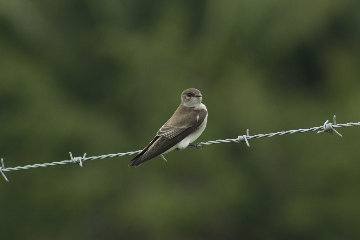 Northern Rough-winged Swallow - Alex Cermeno
