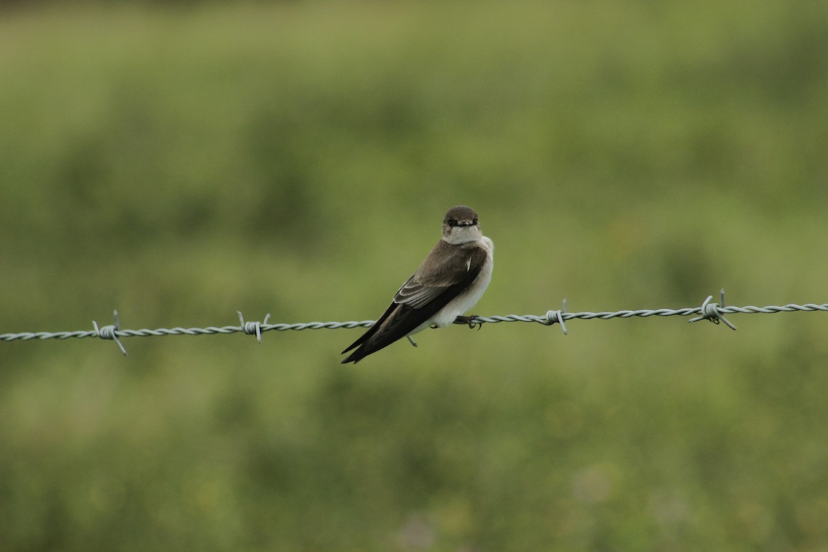 Northern Rough-winged Swallow - Alex Cermeno