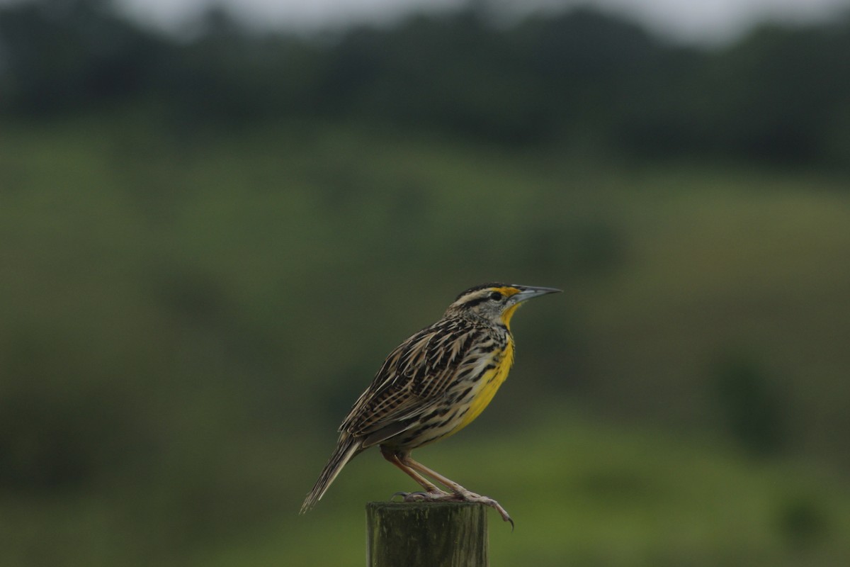 Eastern Meadowlark - ML199878051