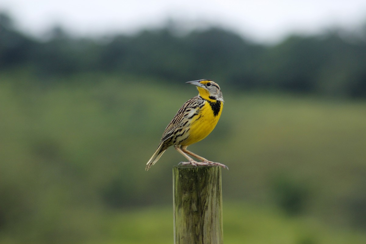 Eastern Meadowlark - ML199878061