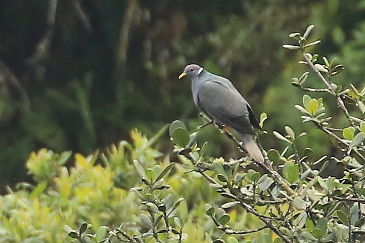 Band-tailed Pigeon (White-necked) - ML199878711
