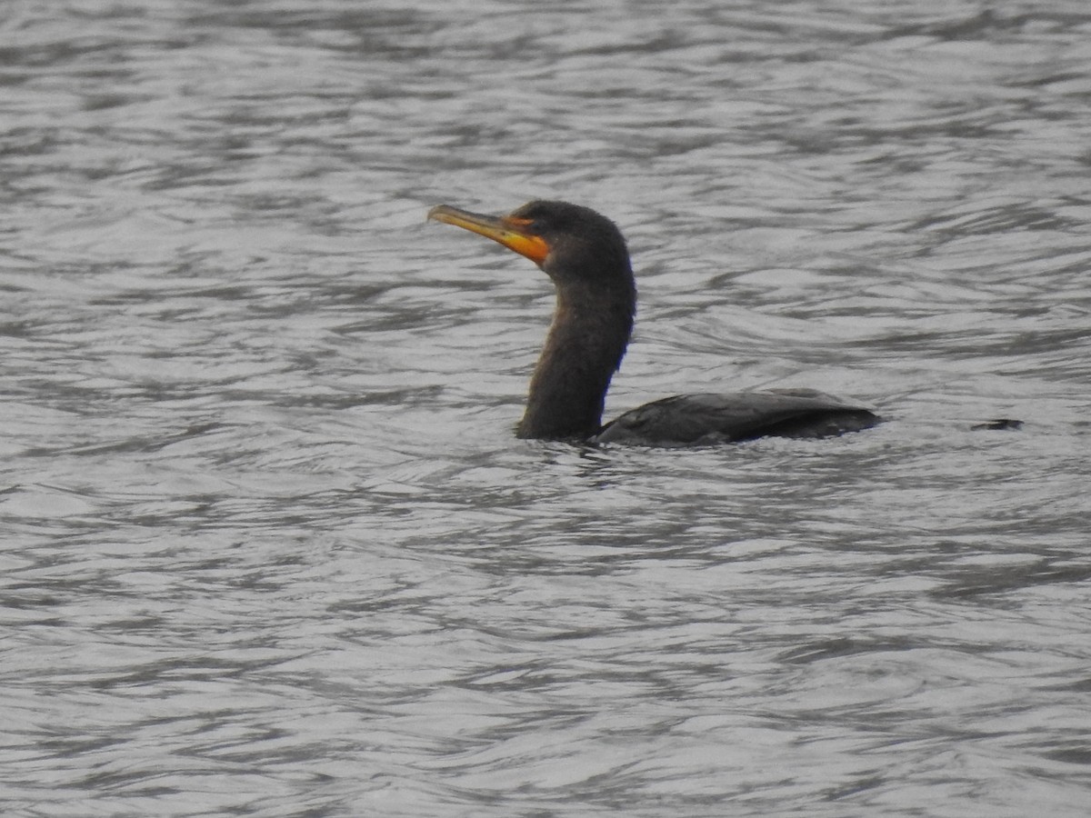 Double-crested Cormorant - ML199880901