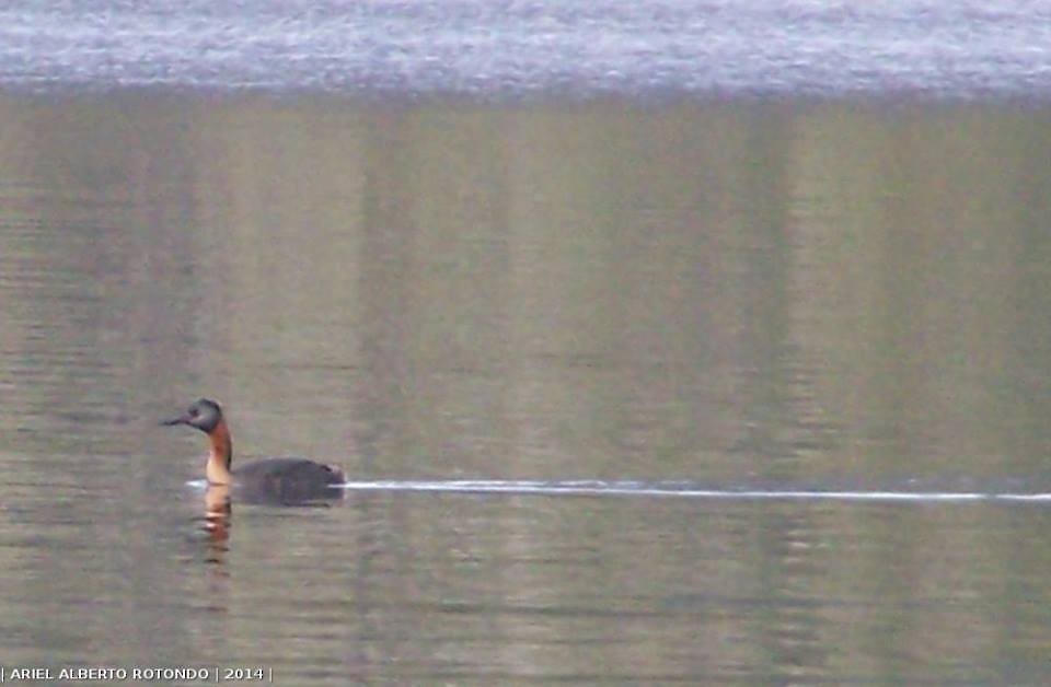 Great Grebe - ML199881771