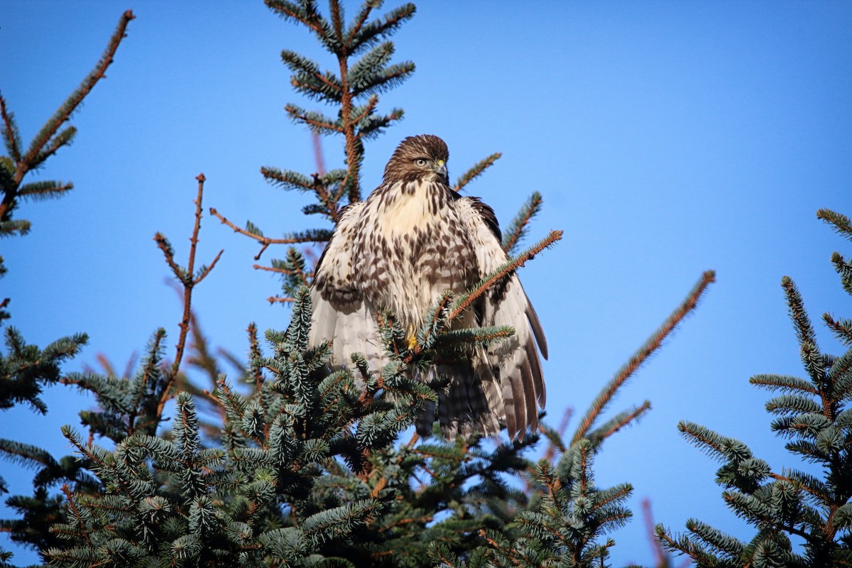 Red-tailed Hawk - ML199882101