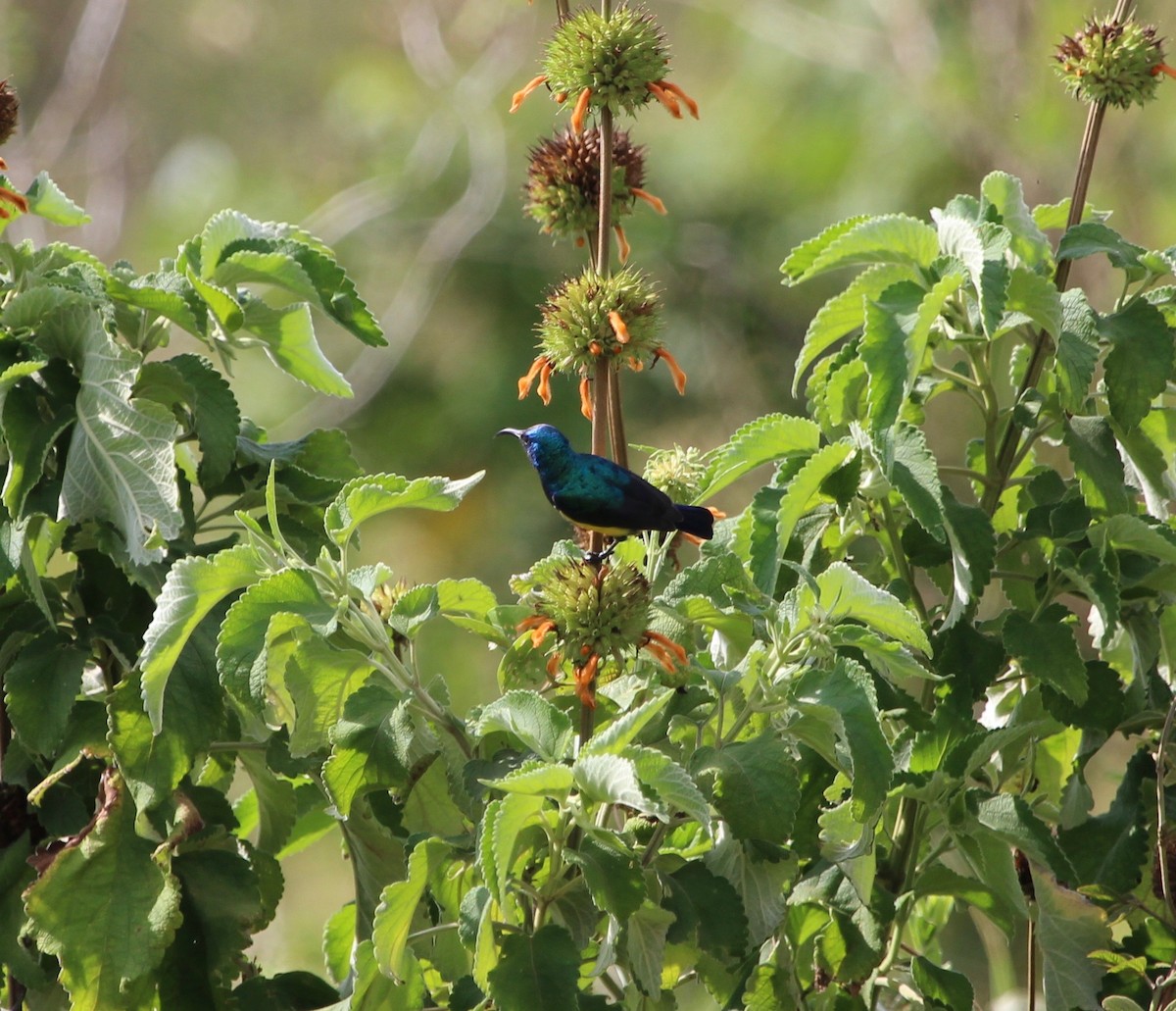 Variable Sunbird - Sylvie Vanier🦩