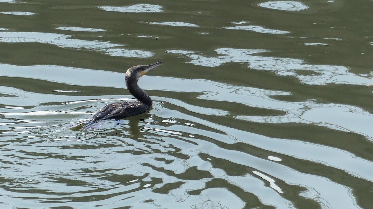 Great Cormorant - ML199882691