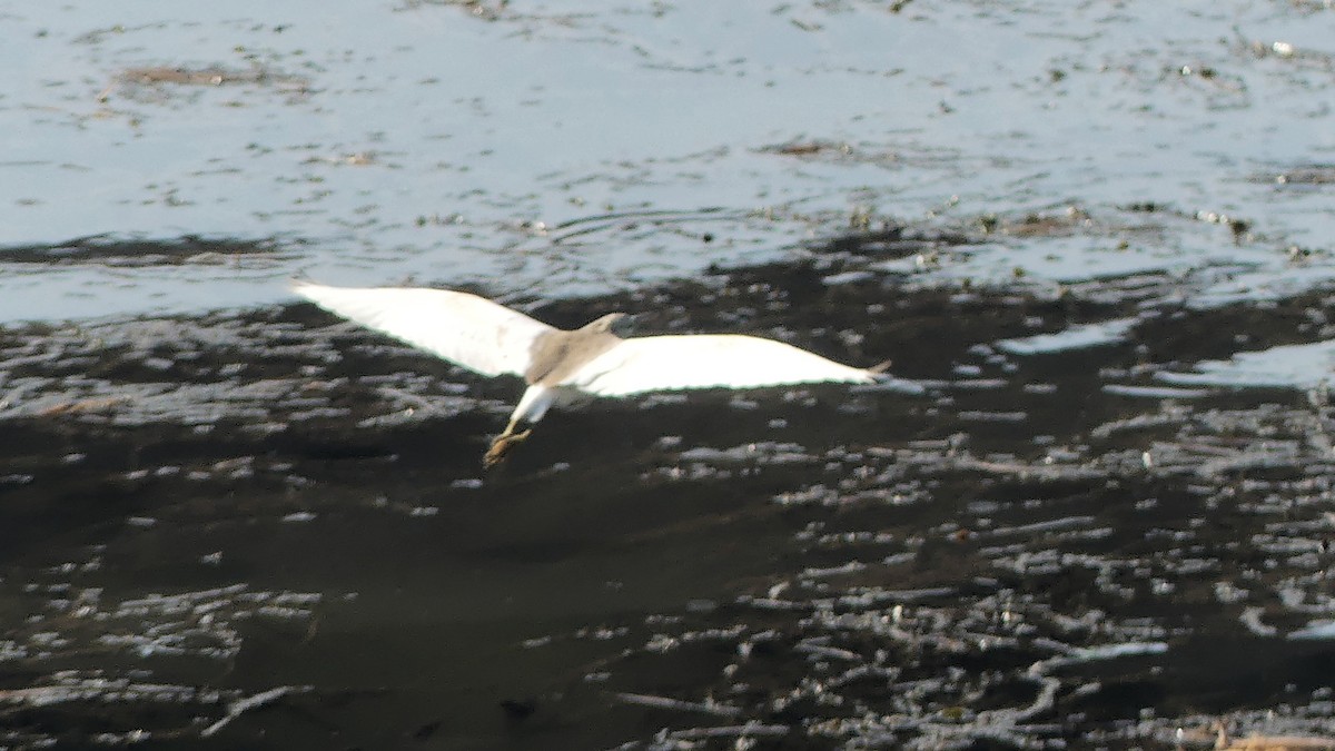 Squacco Heron - ML199882861