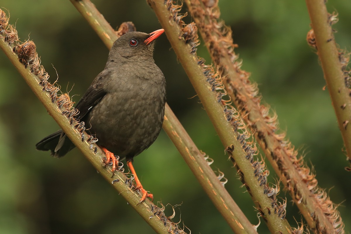Great Thrush - ML199883011