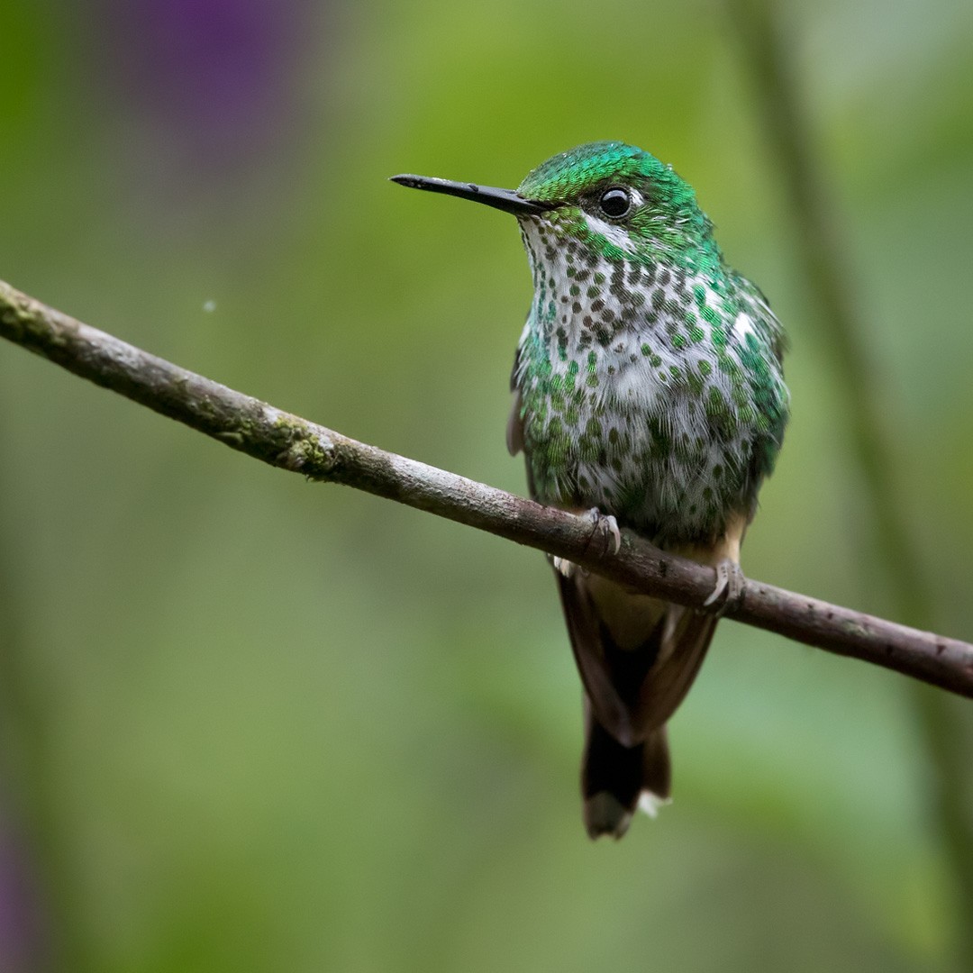 Peruvian Racket-tail - Lars Petersson | My World of Bird Photography