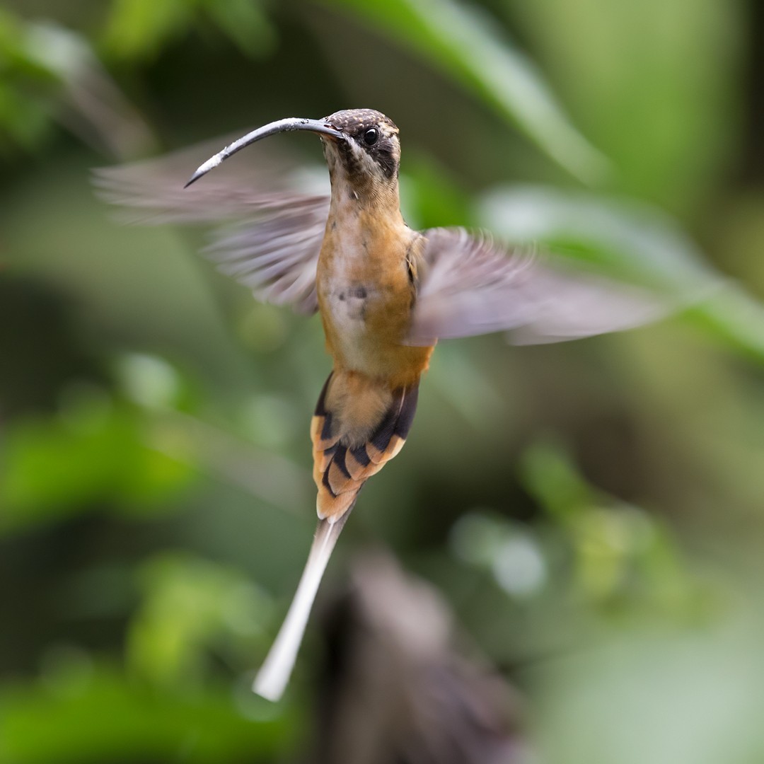 Tawny-bellied Hermit - ML199883051