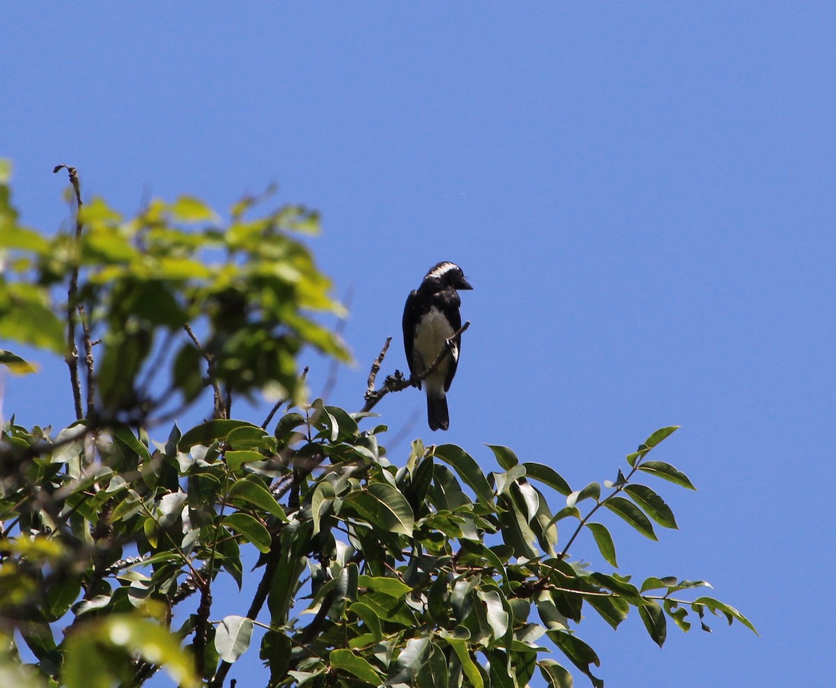 White-eared Barbet - ML199883151