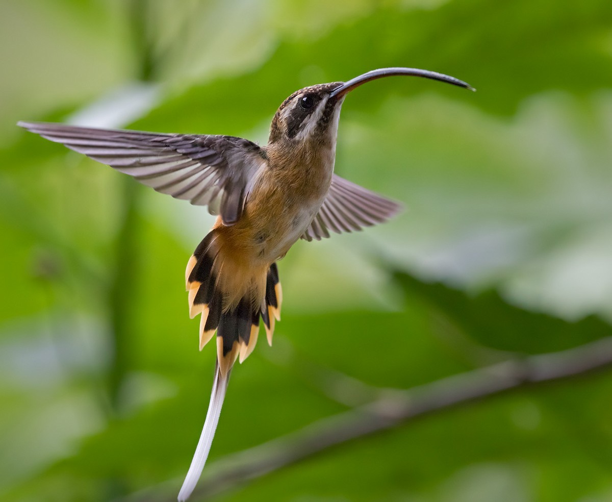 Tawny-bellied Hermit - ML199883171