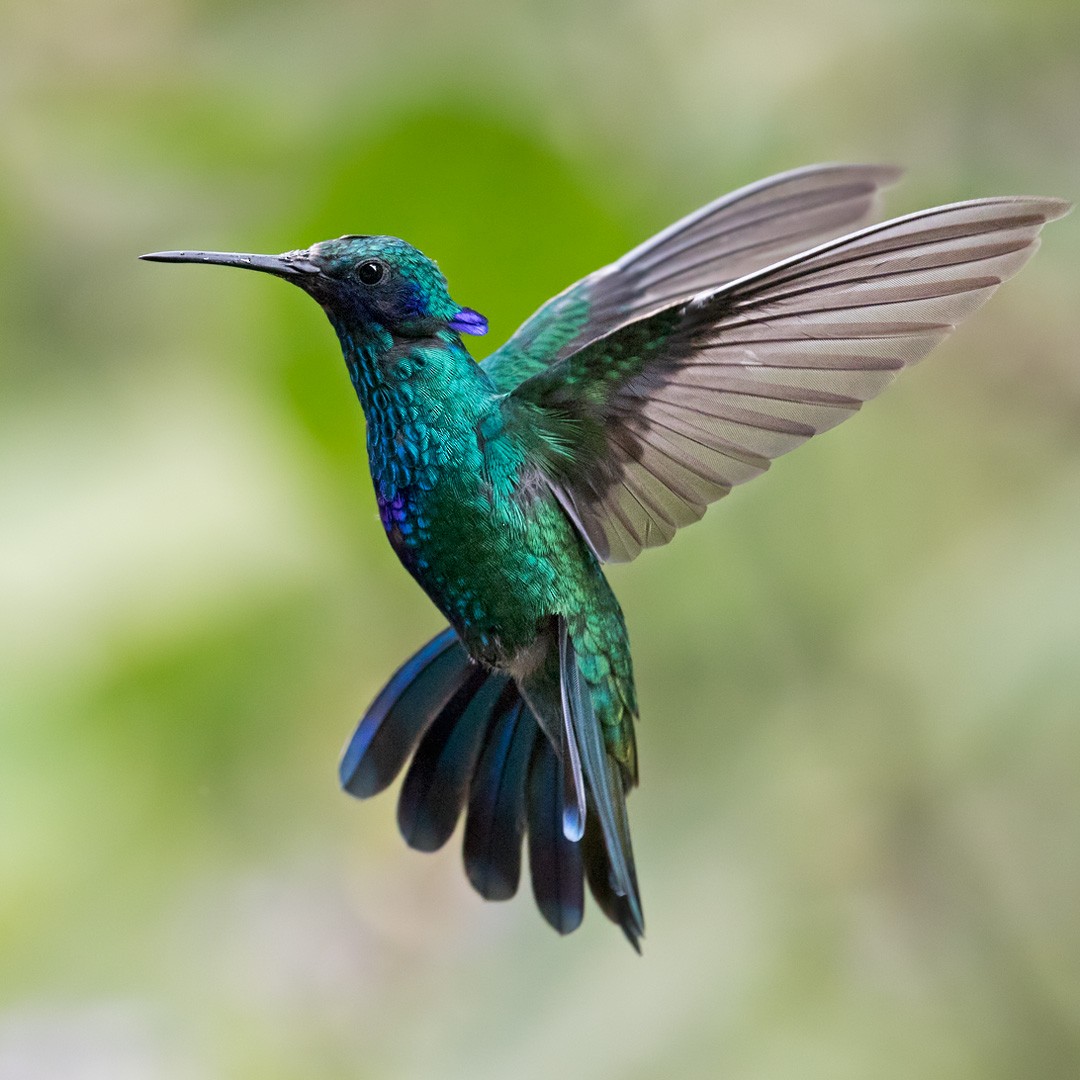 Sparkling Violetear - Lars Petersson | My World of Bird Photography