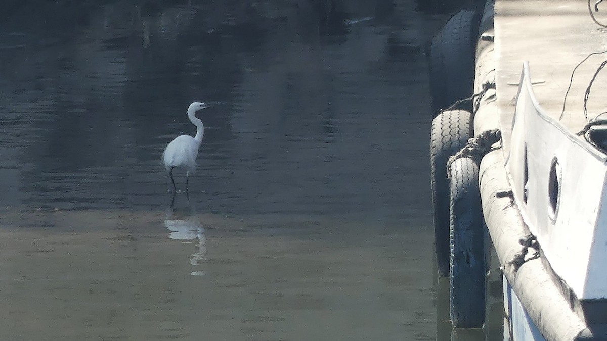 Little Egret - ML199884121