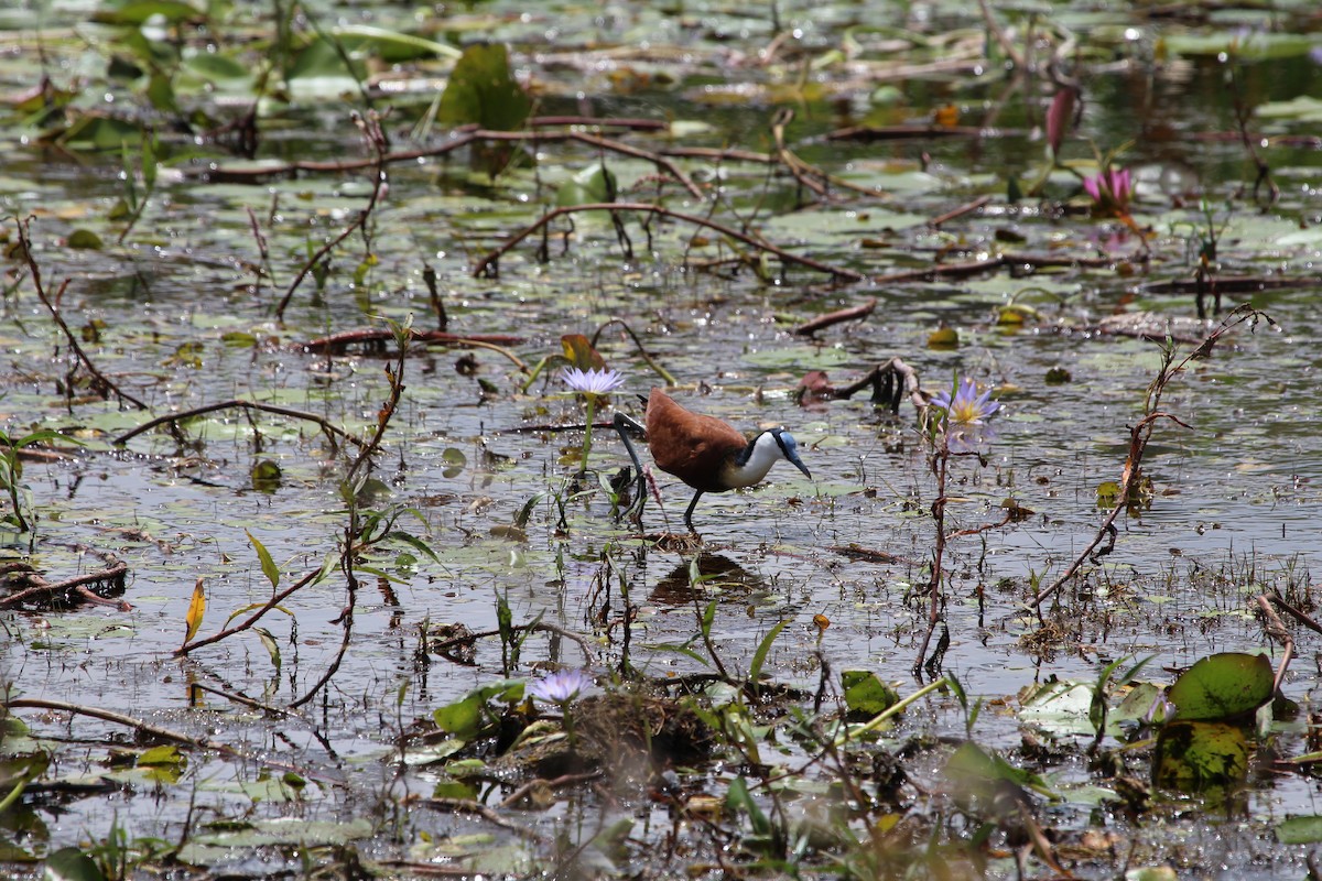 Jacana à poitrine dorée - ML199884331