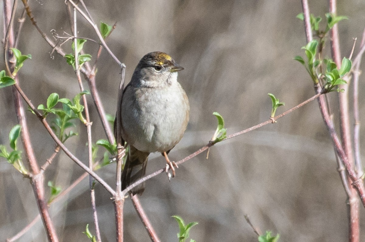 Golden-crowned Sparrow - ML199885061