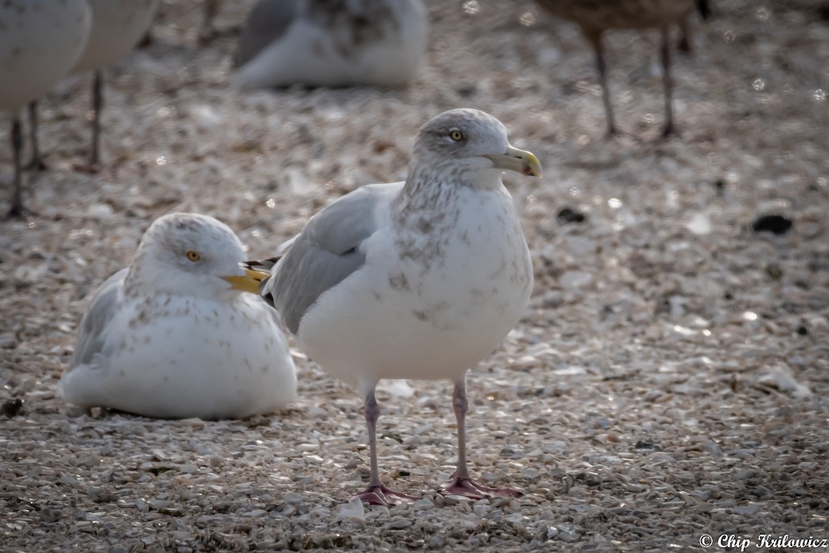 Herring Gull - ML199886261