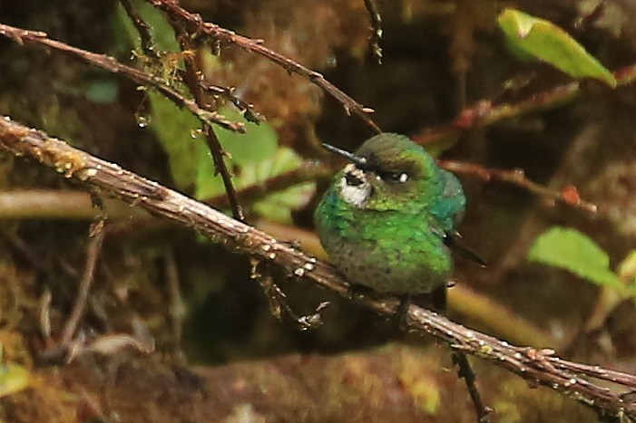 kolibřík turmalinový - ML199886691