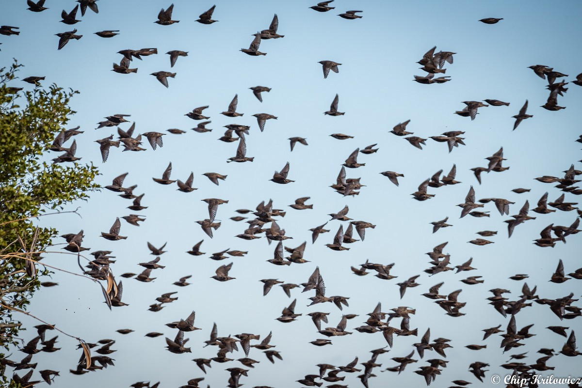 European Starling - Chip Krilowicz