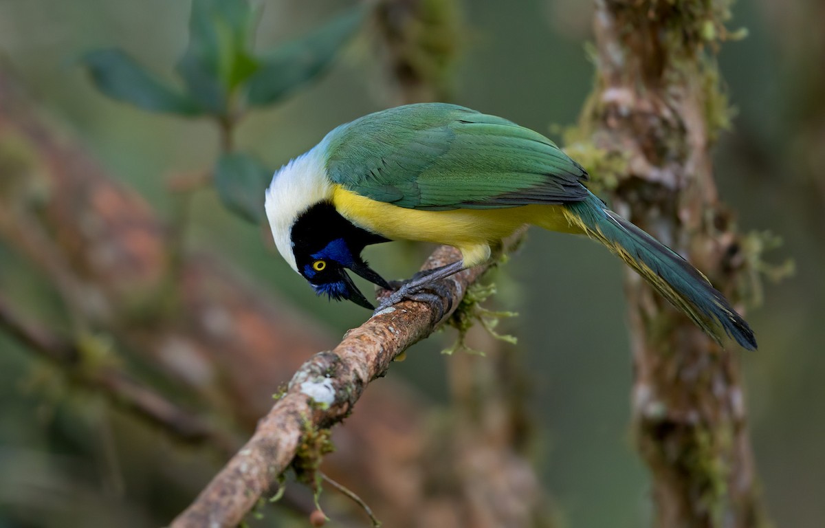 Green Jay (Inca) - ML199888731