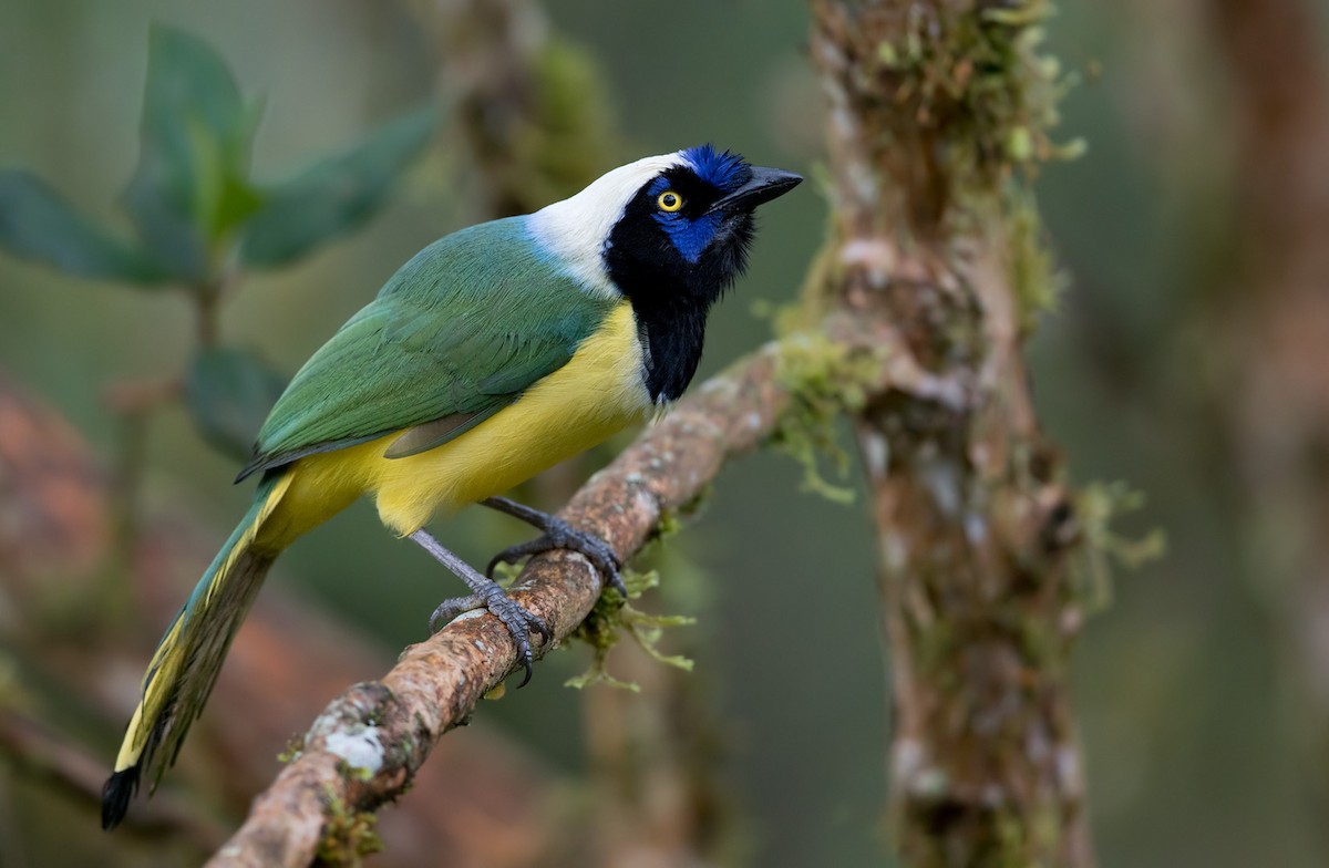 Green Jay (Inca) - Lars Petersson | My World of Bird Photography