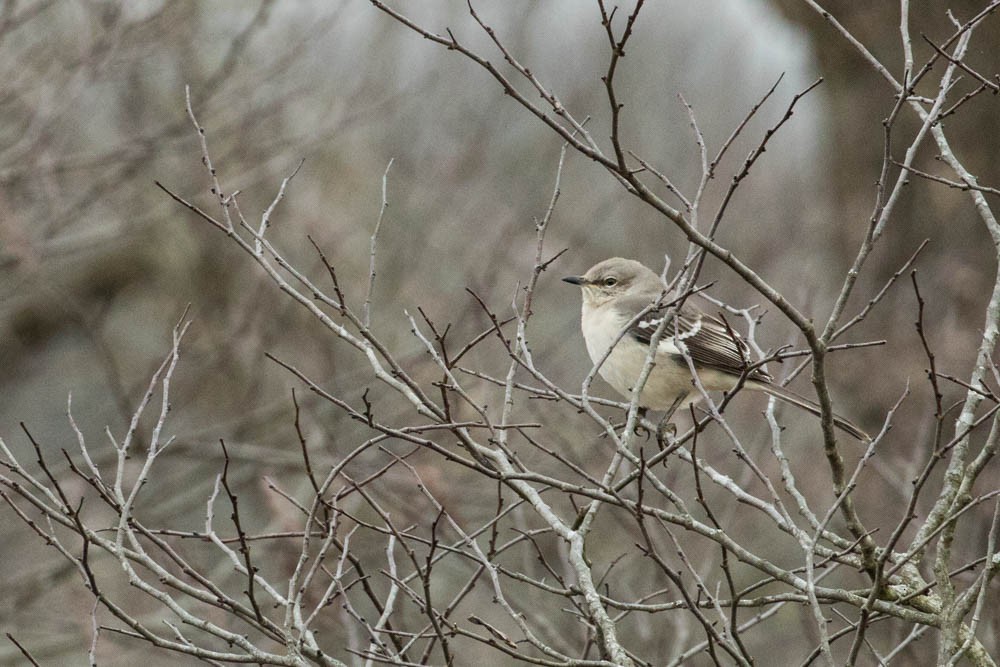 Northern Mockingbird - ML199890371