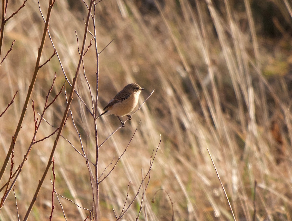 Siberian Stonechat (Siberian) - ML199890681