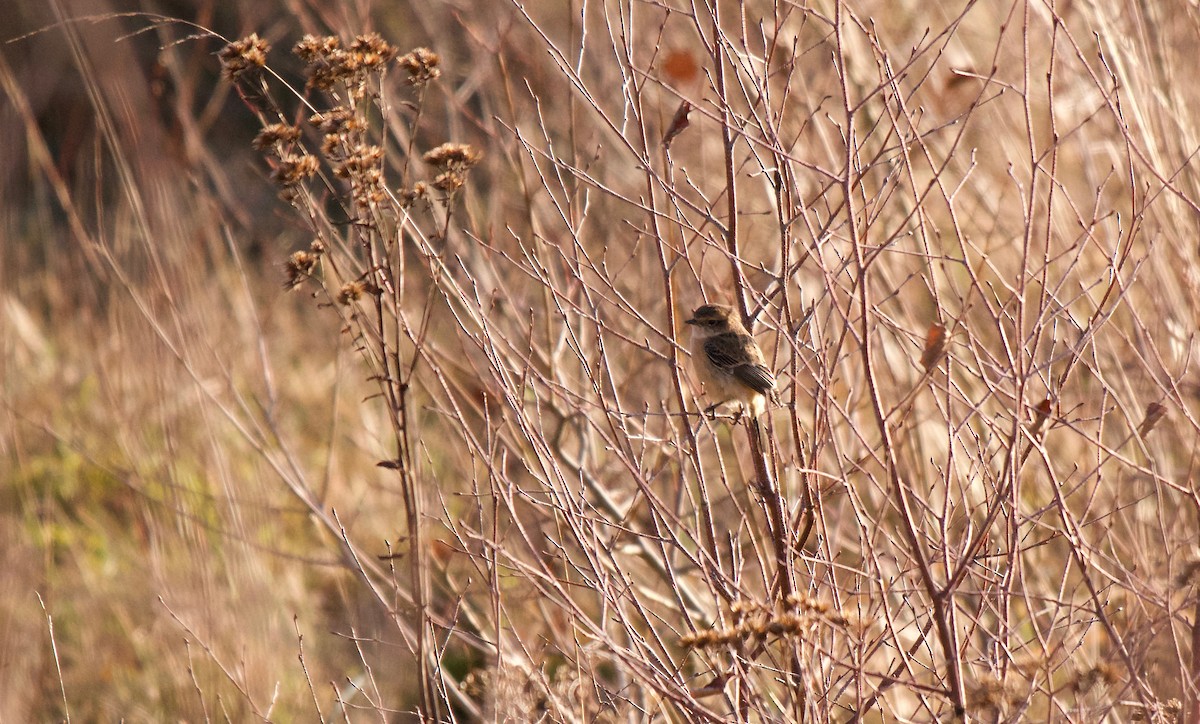 Siberian Stonechat (Siberian) - ML199890691