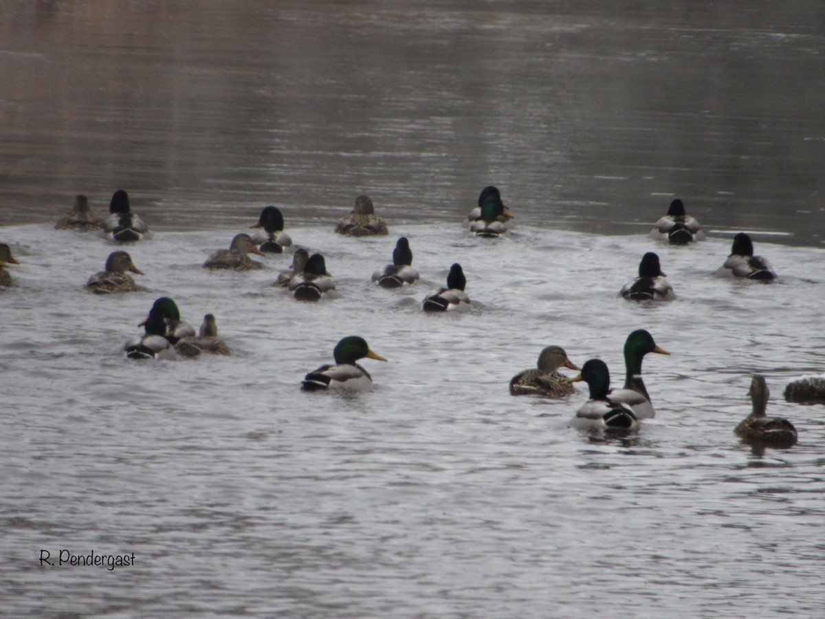 Canard colvert - ML199894261