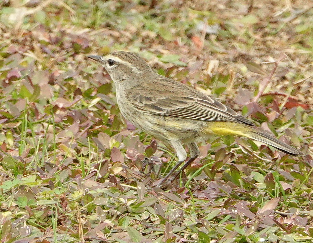 Palm Warbler - ML199894321