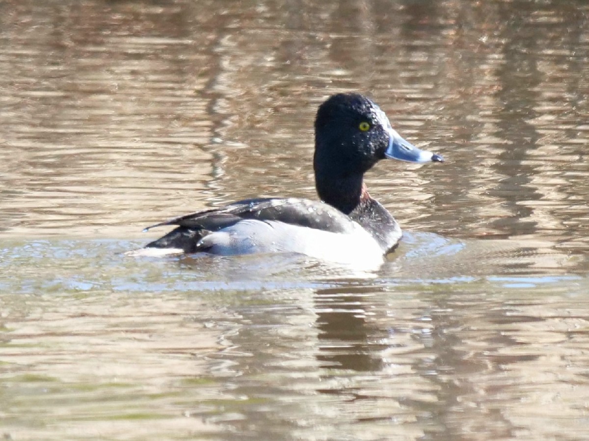 Ring-necked Duck - ML199895571