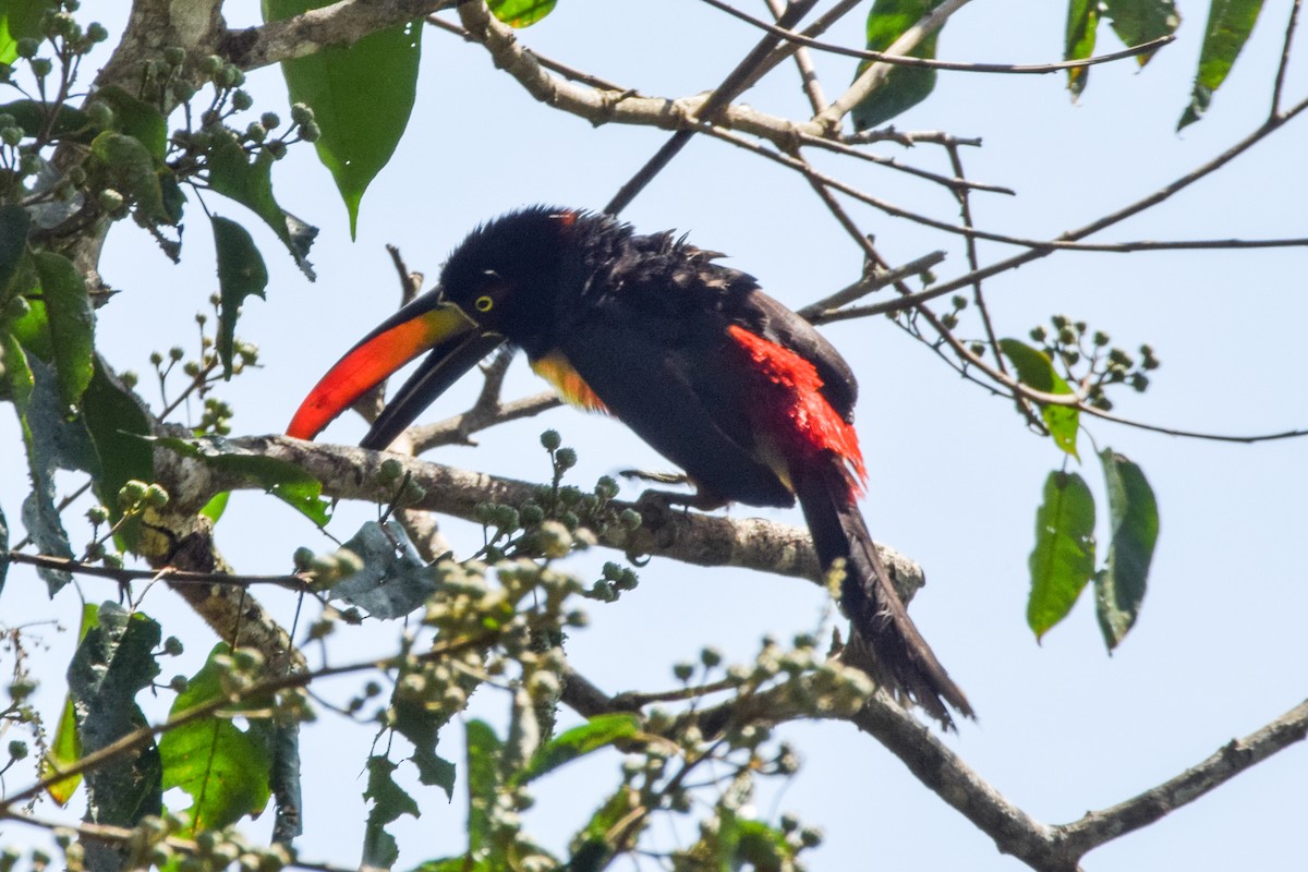 Fiery-billed Aracari - Alison Bentley