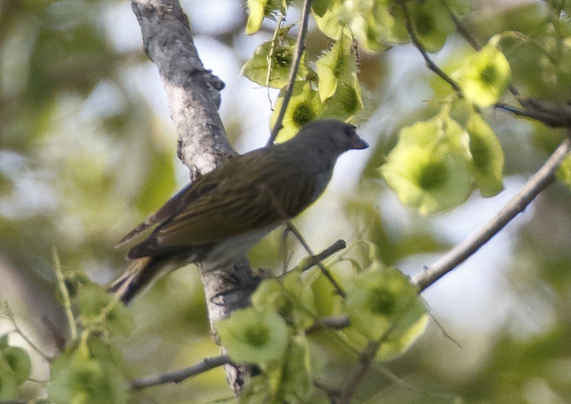 Lesser Honeyguide (Lesser) - ML199900121