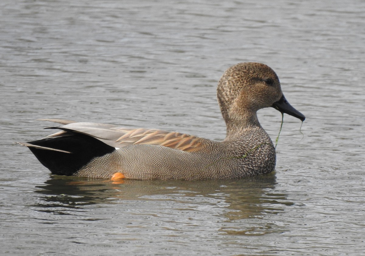 Gadwall - Daniel Lane