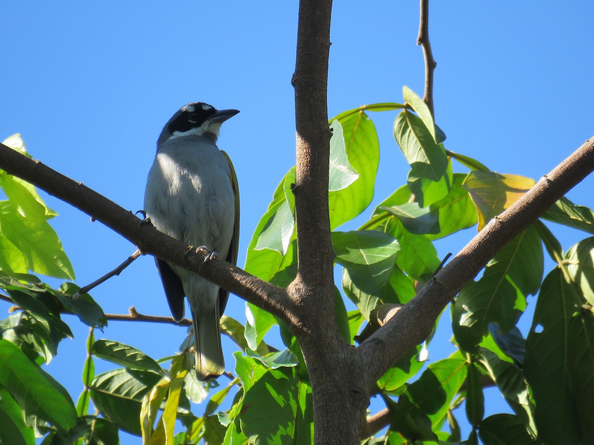 Gray-crowned Palm-Tanager - ML199902711