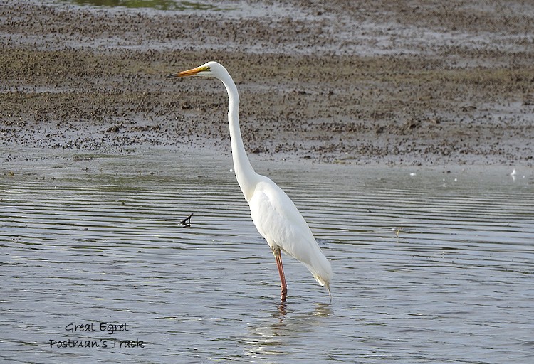 Grande Aigrette - ML199904381