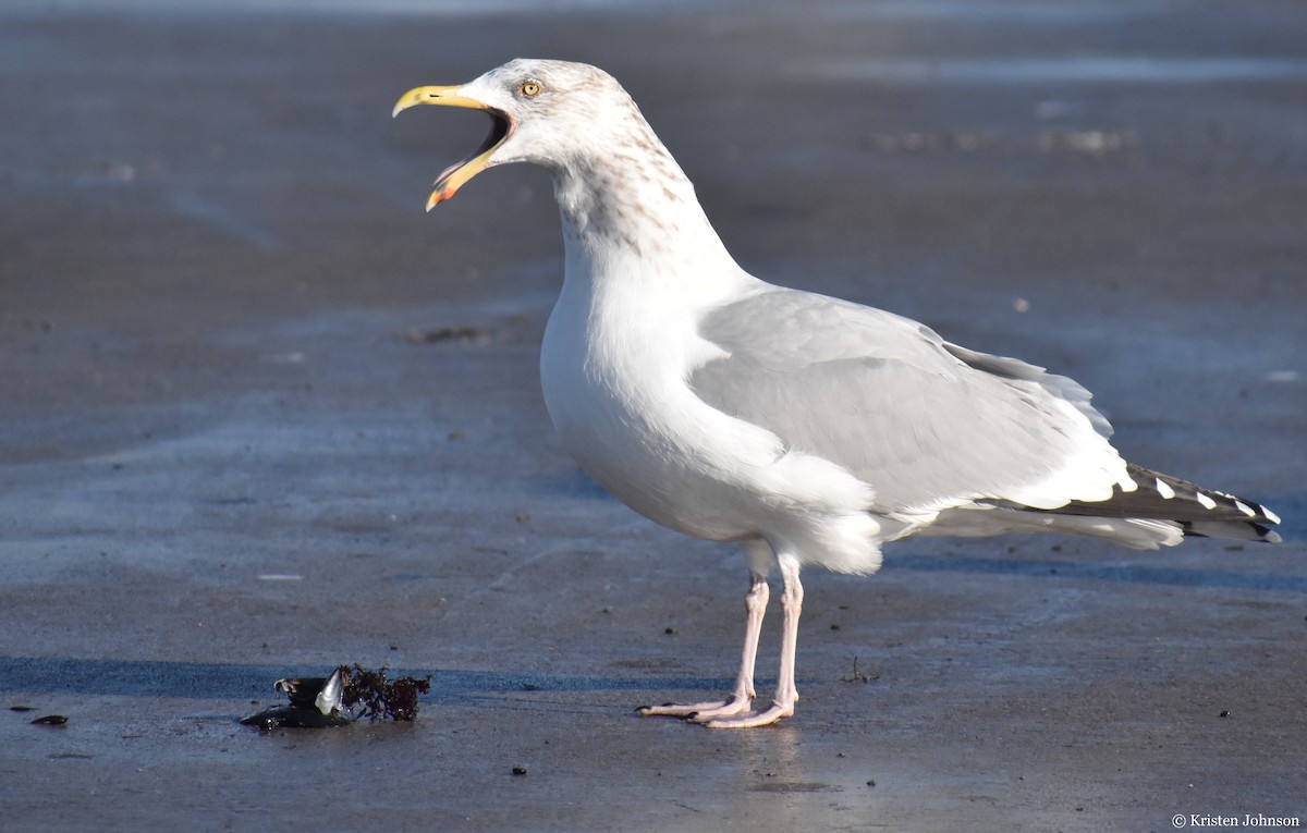 Herring Gull (American) - Kristen Johnson