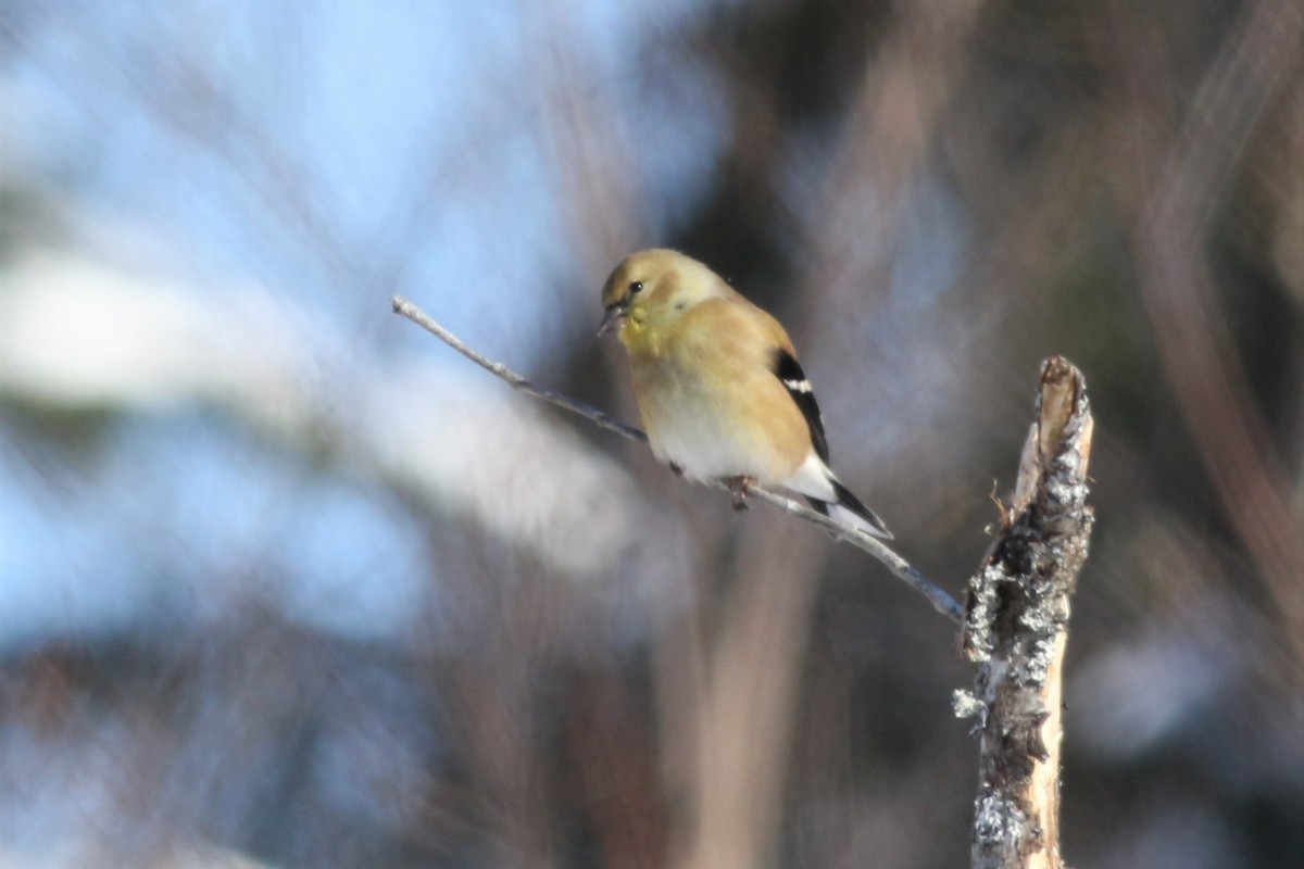 American Goldfinch - ML199906141