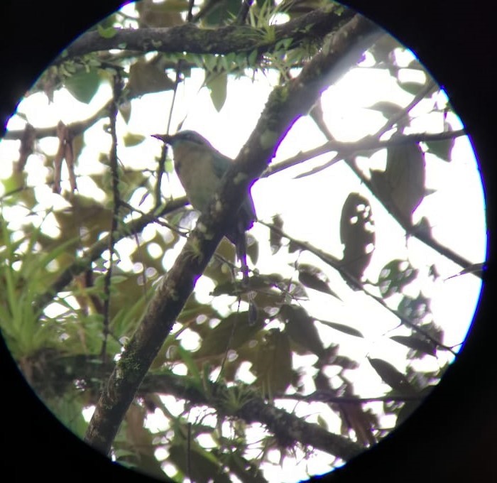 brunpannemotmot - ML199906451