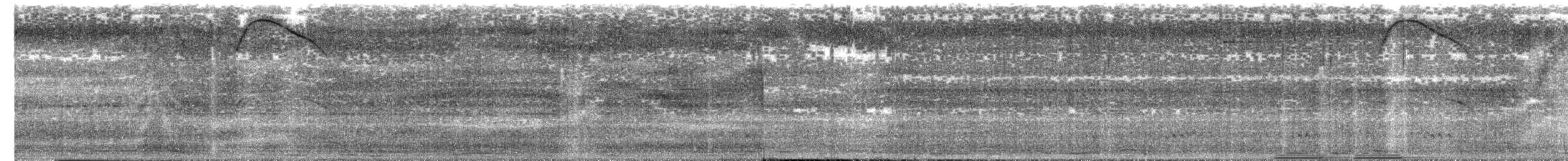 White-tailed Nightjar - ML199906461