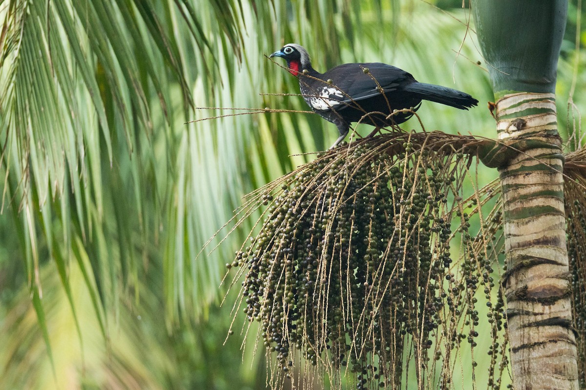 Black-fronted Piping-Guan - ML199906901